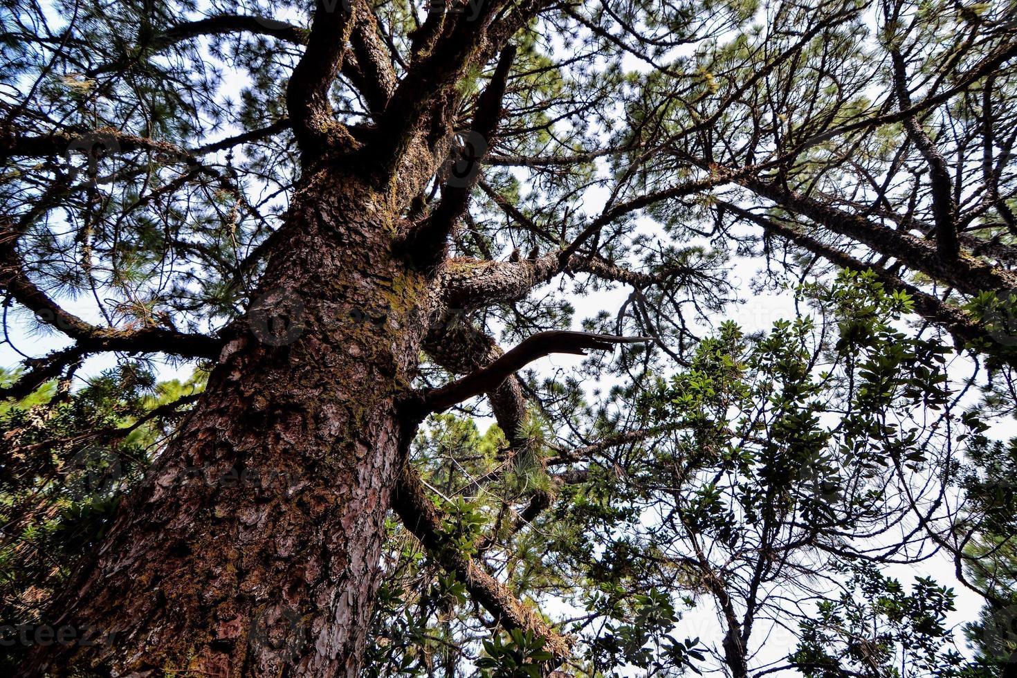 Background with trees photo