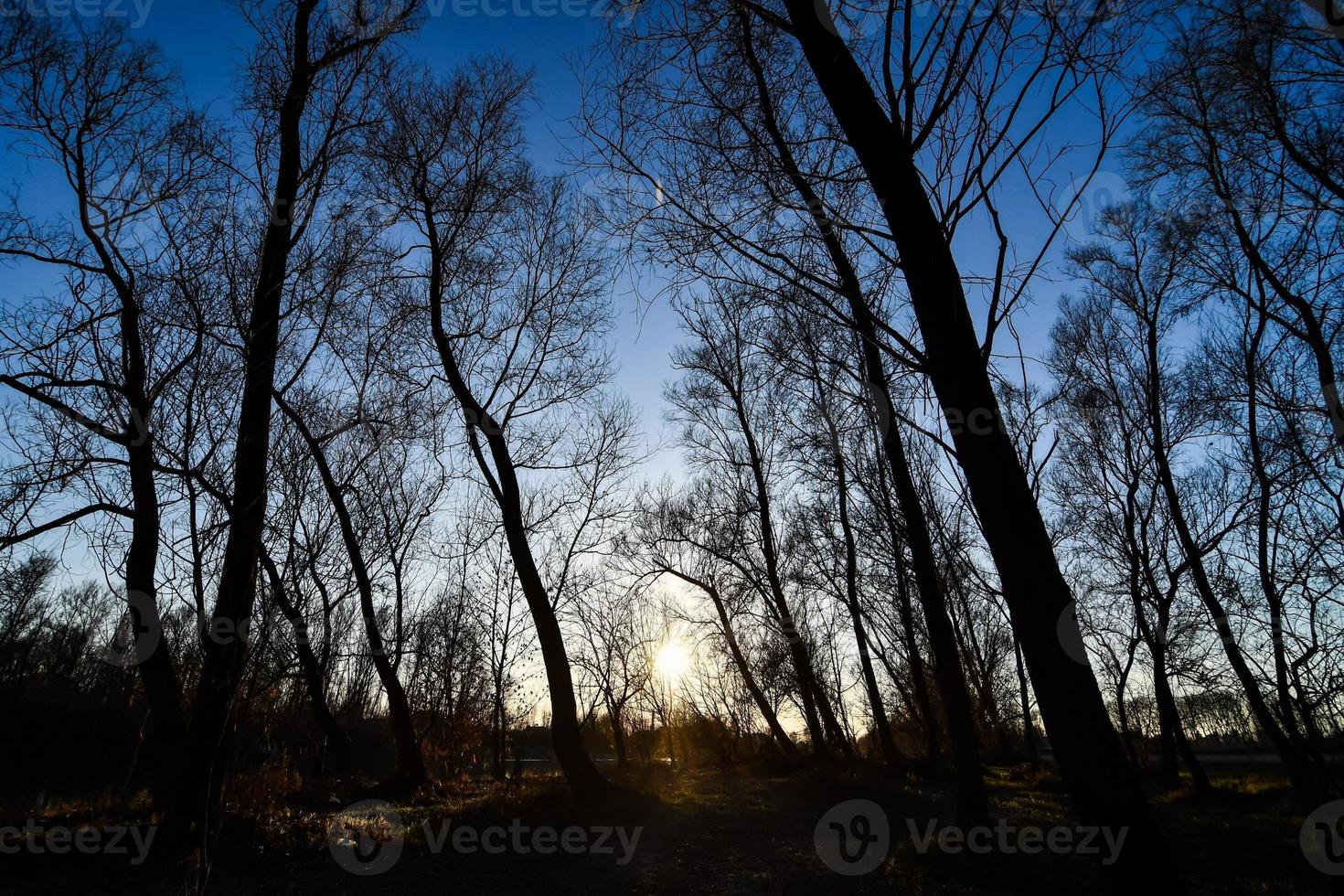 Background with trees photo