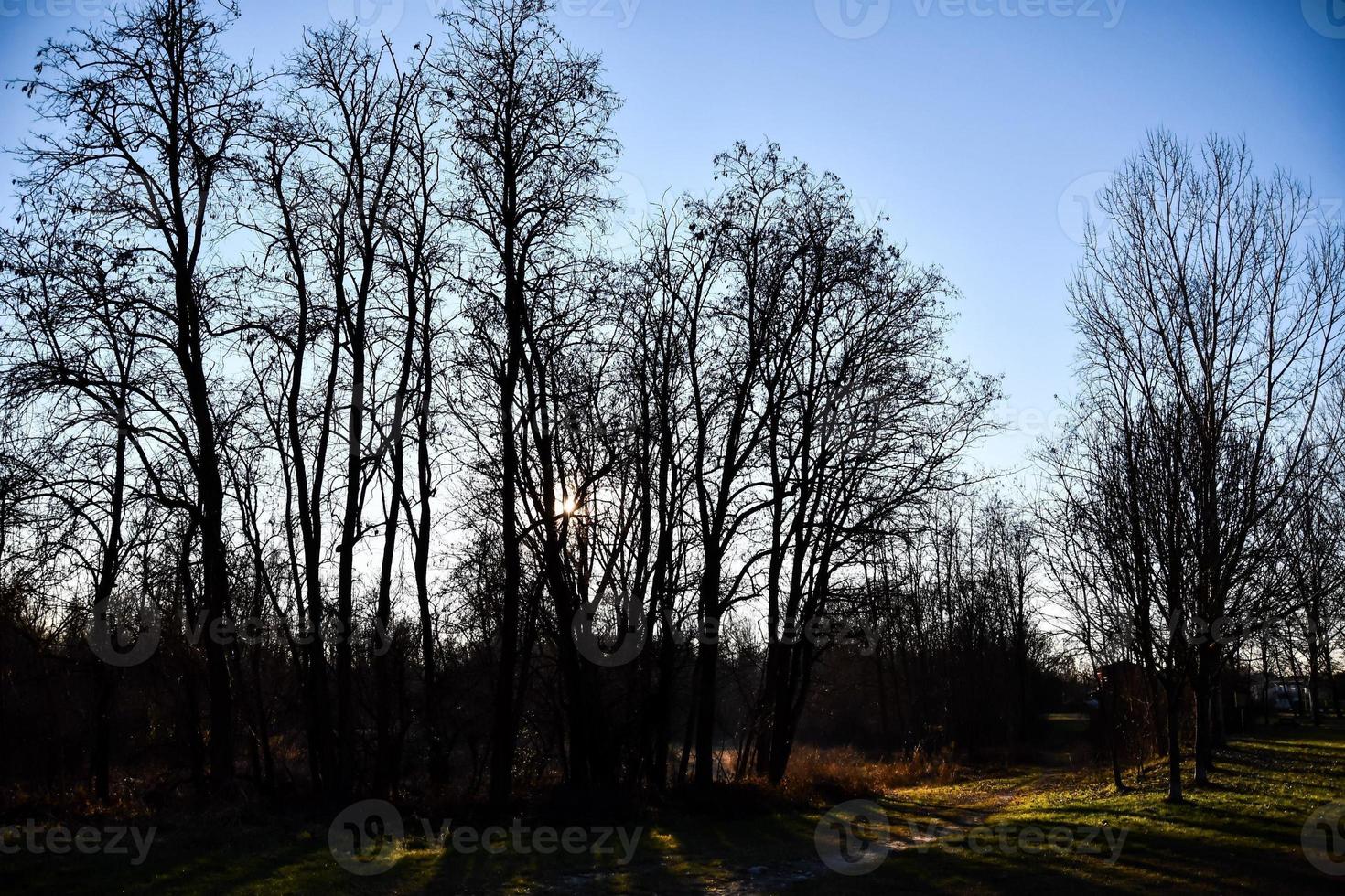 Background with trees photo