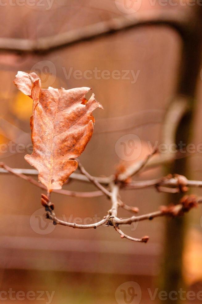 hermosas hojas de otoño en una rama foto