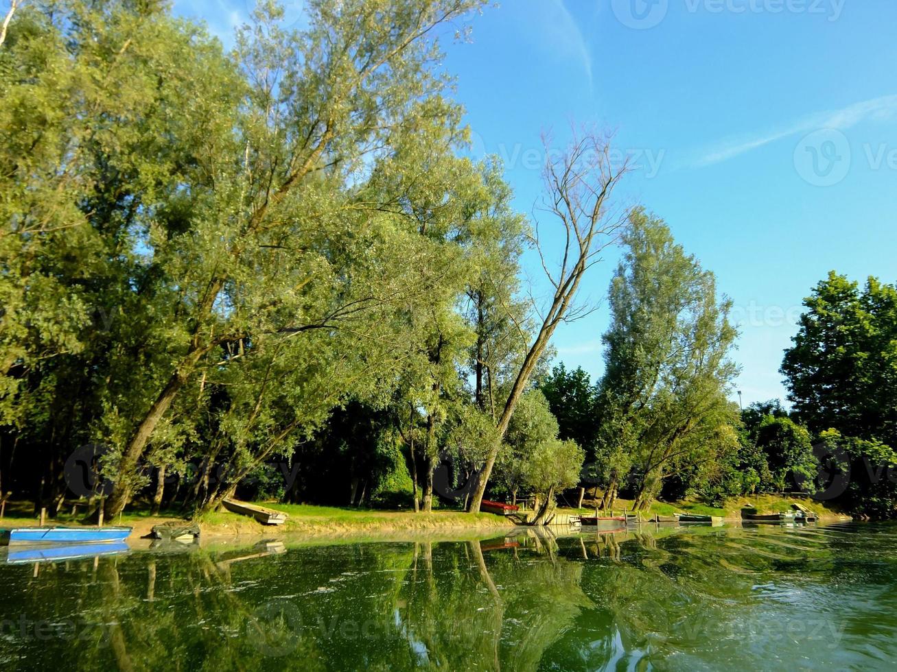 Background with trees photo