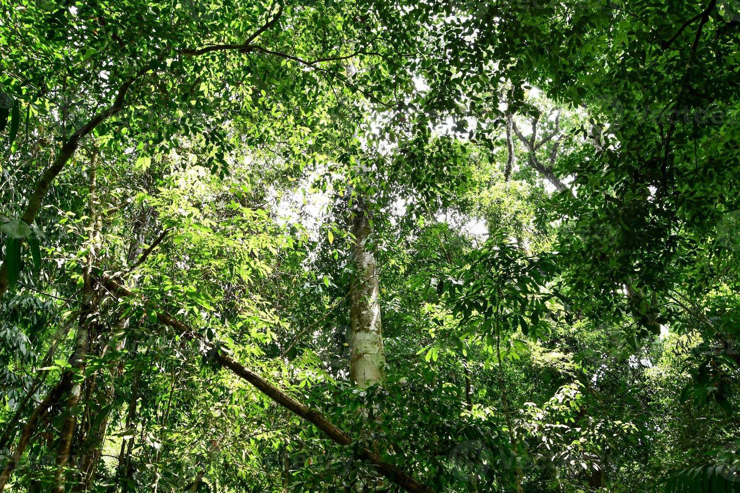 Background with trees photo