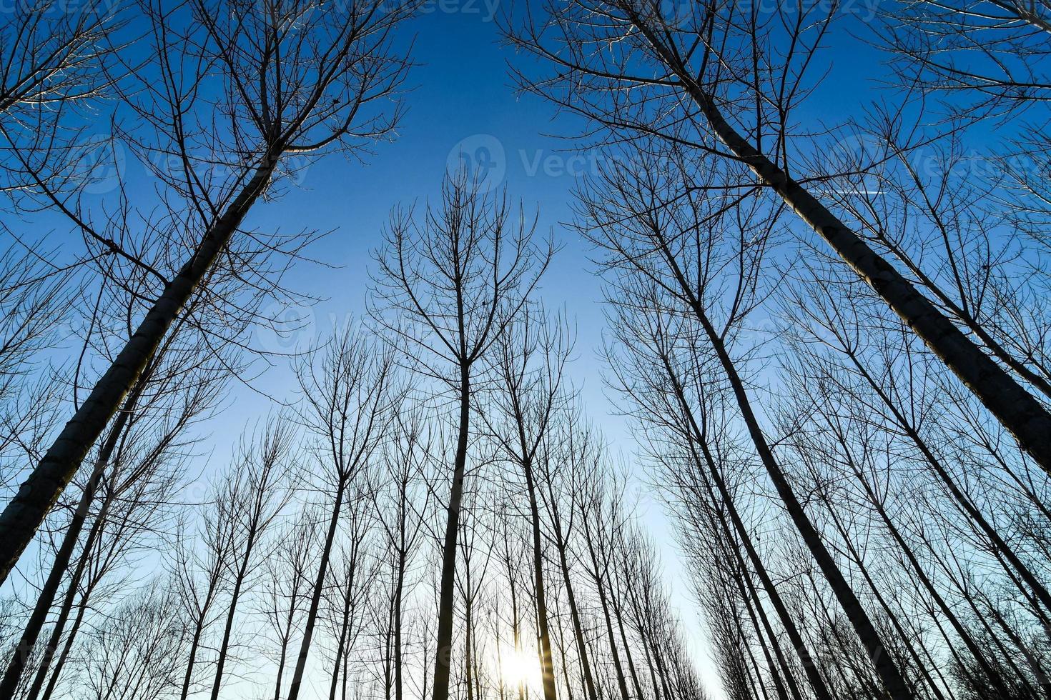 Background with trees photo