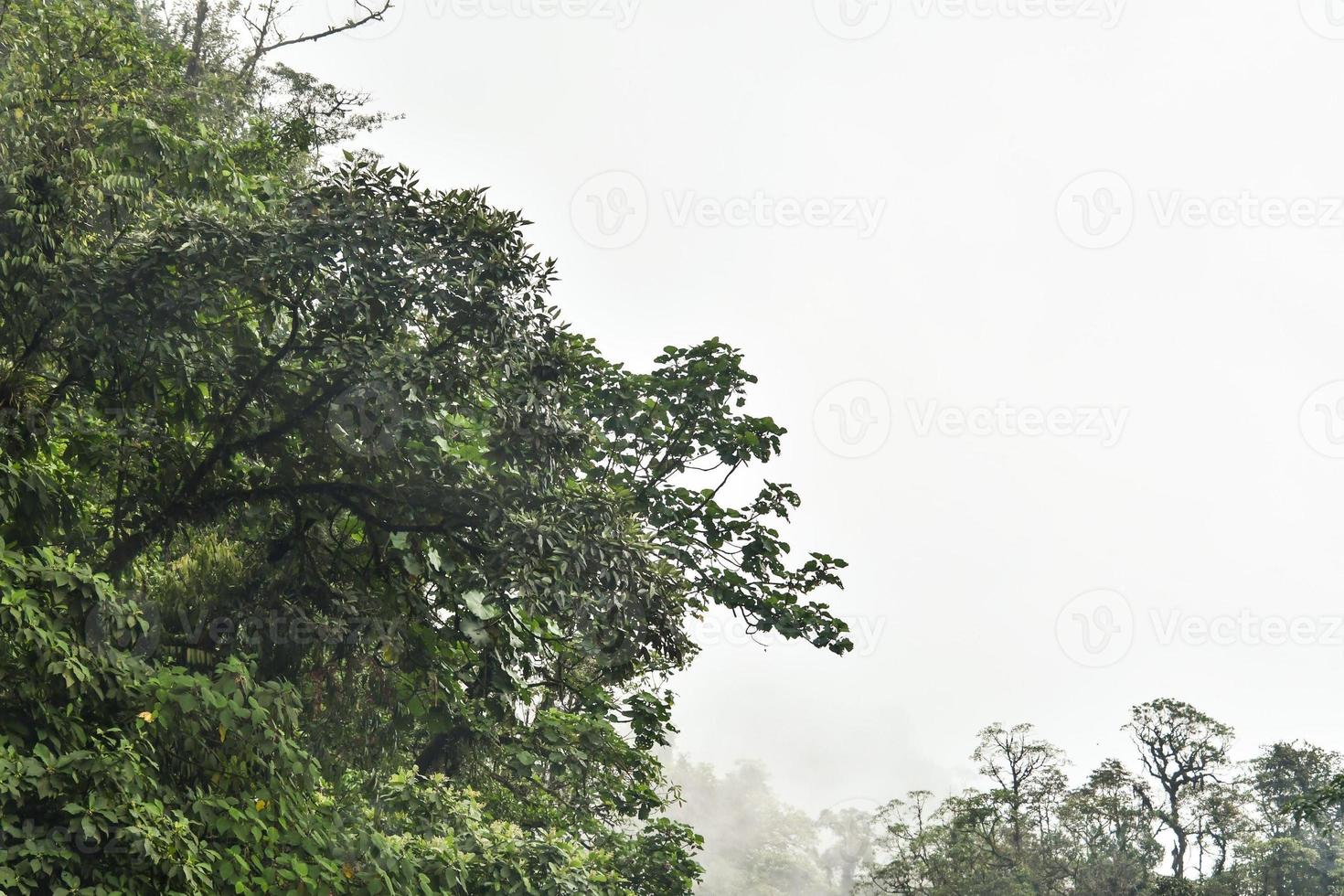 Background with trees photo