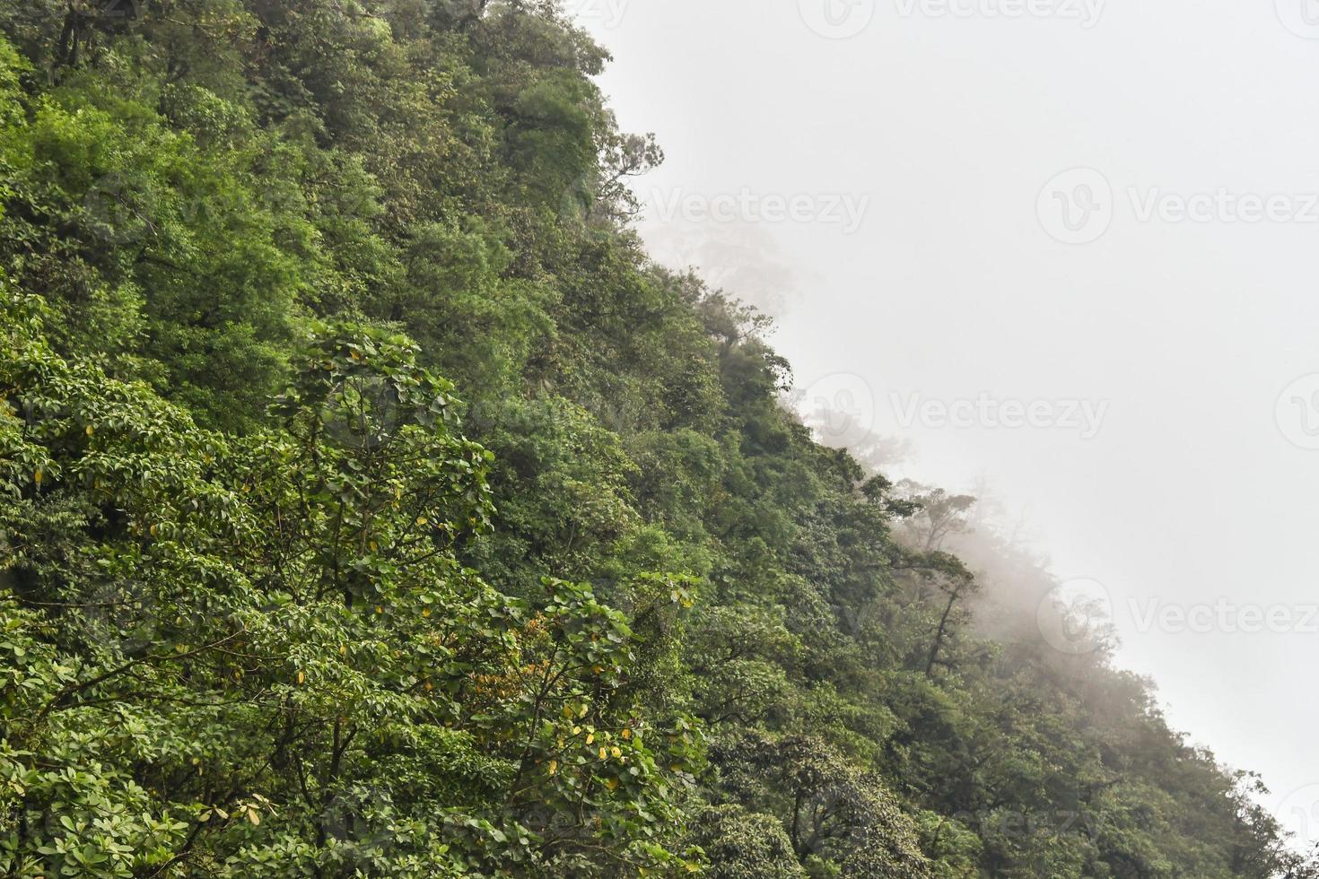 View of the forest photo