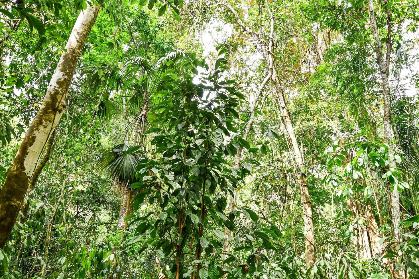 View of the forest photo