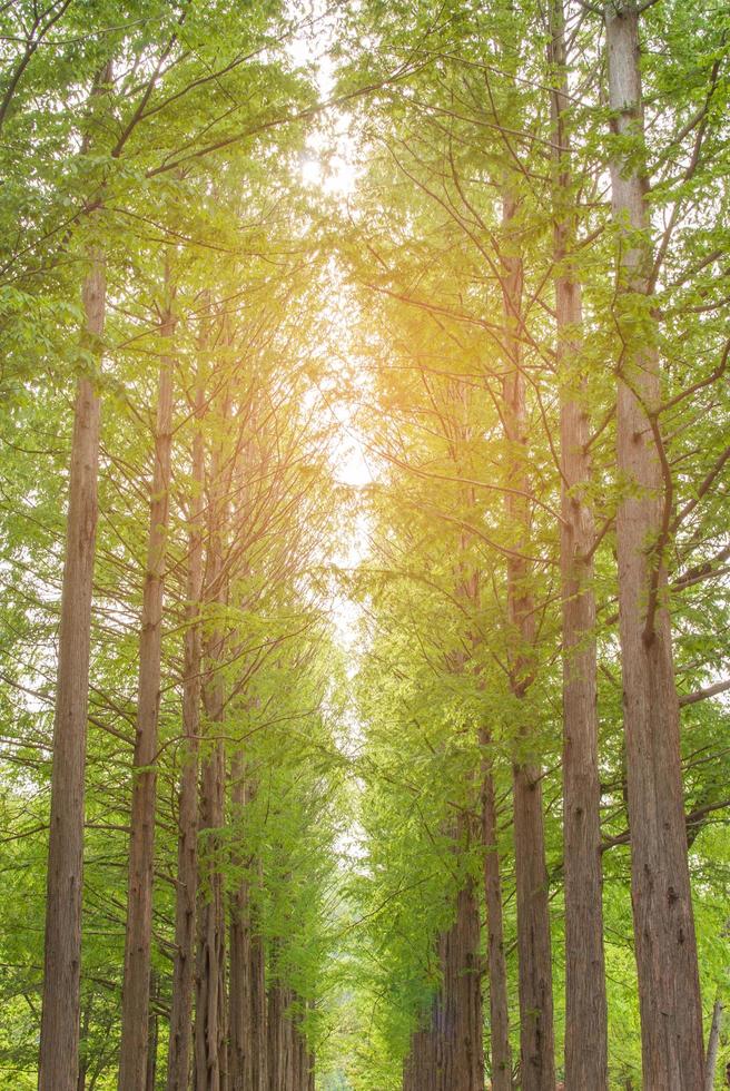 Bright sunlight beaming through pinewood forest. fir and pine trees in wilderness of a national park. lit by bright yellow sunlight. eco system and healthy environment concepts. photo