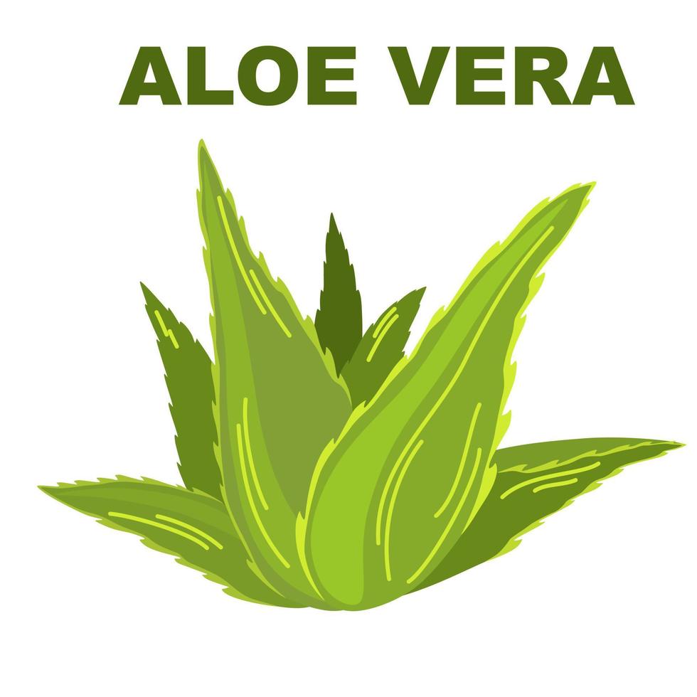 áloe vera planta. medicinal planta. ideal para productos cosméticos, productos, impresión y web. vector dibujos animados ilustración aislado en el blanco antecedentes.