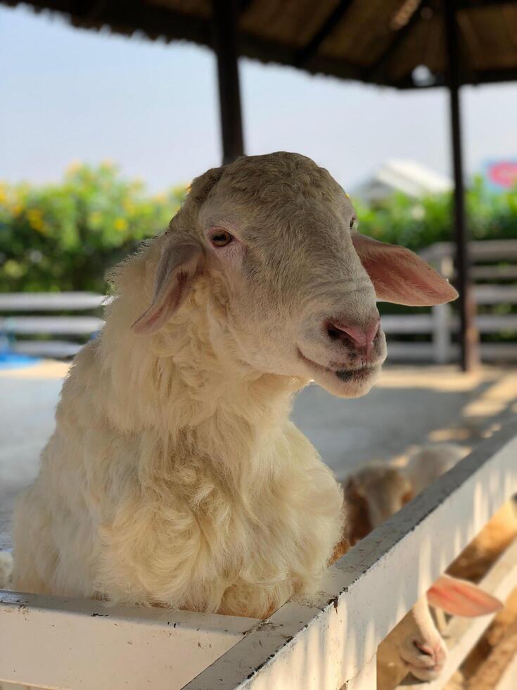 cabra curioso a el cámara foto