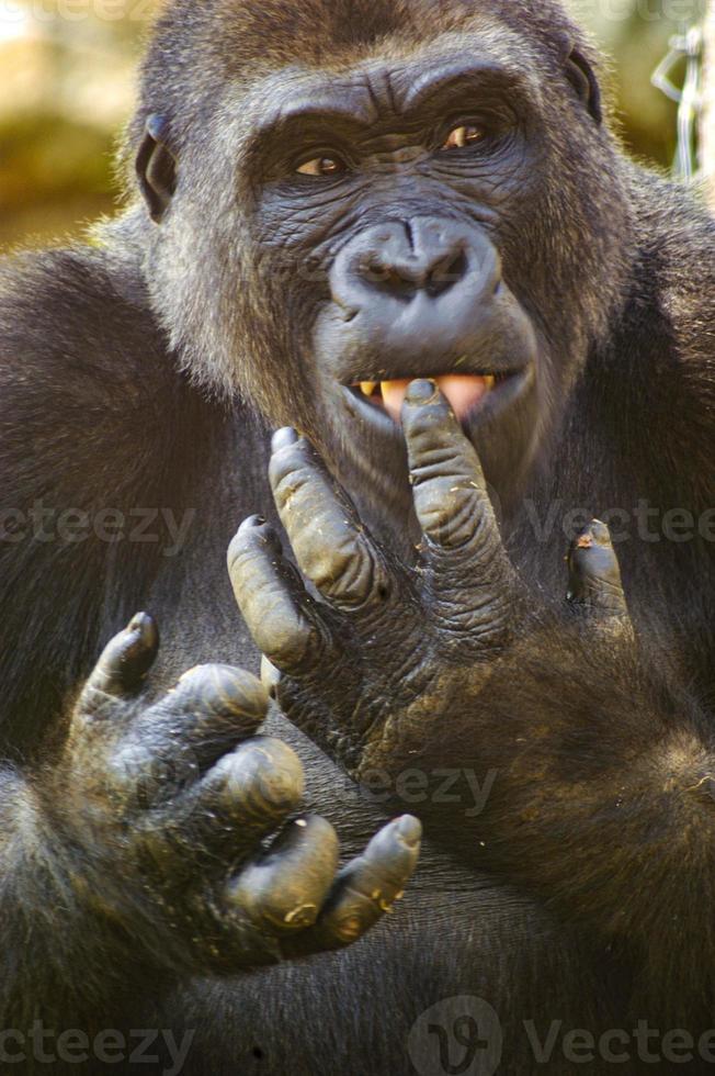 After eating some sweet potatoes, a gorilla is licking his fingers. photo