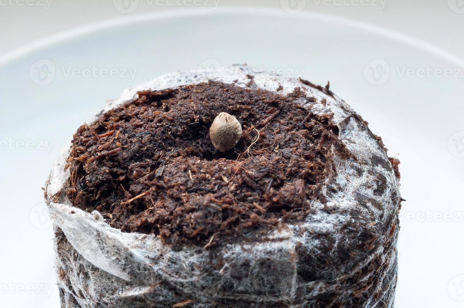 marijuana seed on peat pellet for sprouting on white porcelain plate close up photo