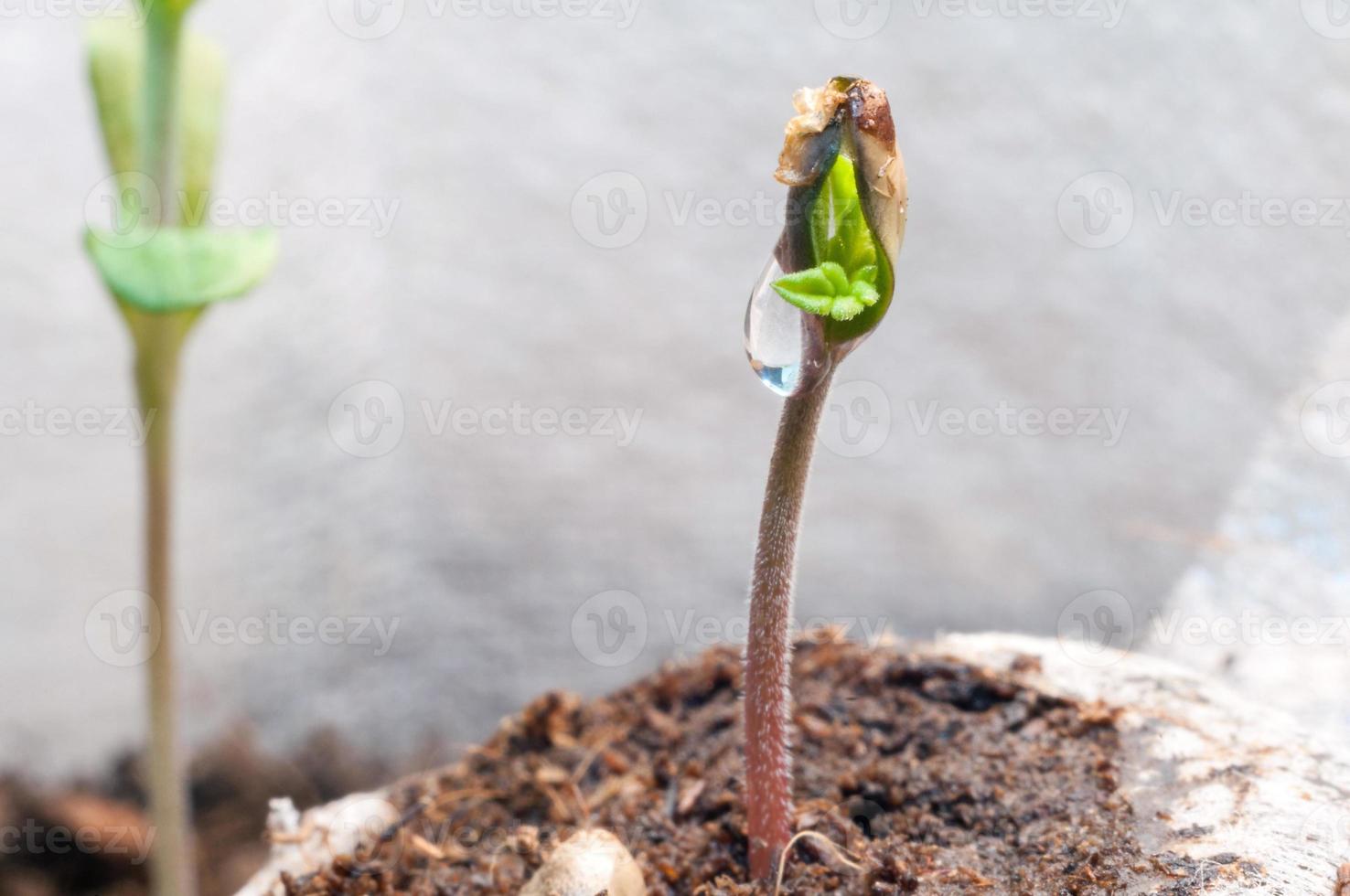 baby cannabis seedling sprout in jiffy peat pellet with drop of water clear on top close up photo