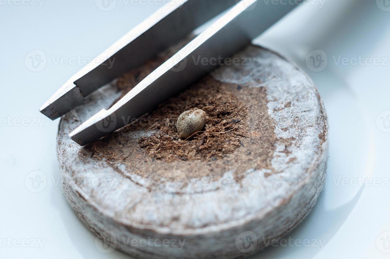 marijuana seed on peat pellet for sprouting on white porcelain plate with metallic tweezers close up photo