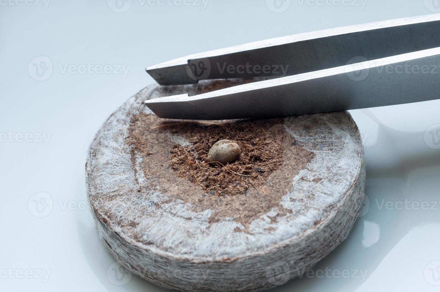 marijuana seed on peat pellet for sprouting on white porcelain plate with metallic tweezers close up photo