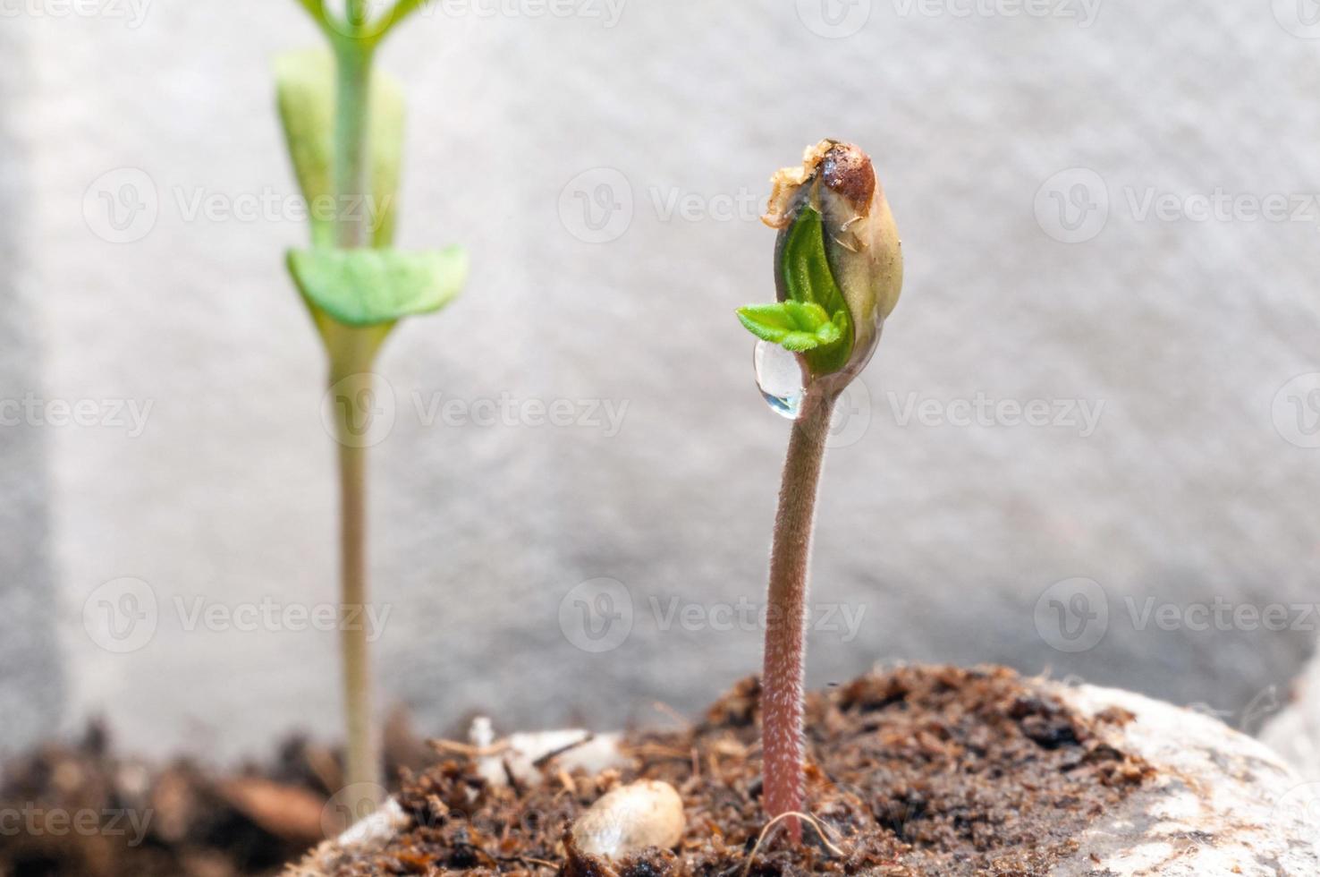 baby cannabis seedling sprout in jiffy peat pellet with drop of water clear on top close up photo