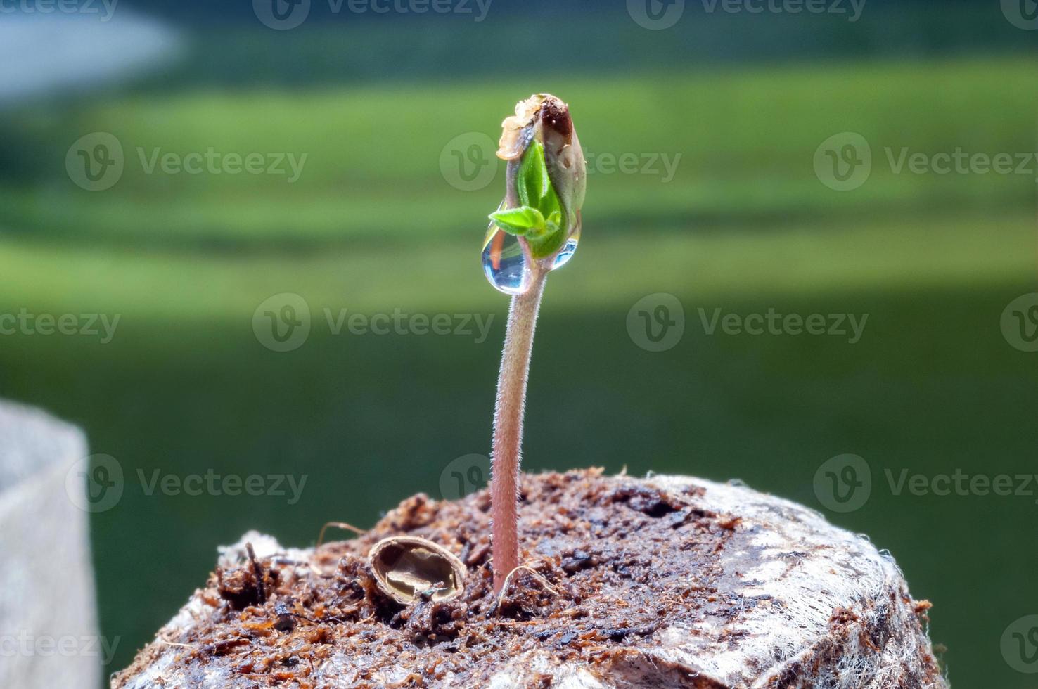 baby cannabis seedling sprout in jiffy peat pellet with drop of water clear on top close up photo