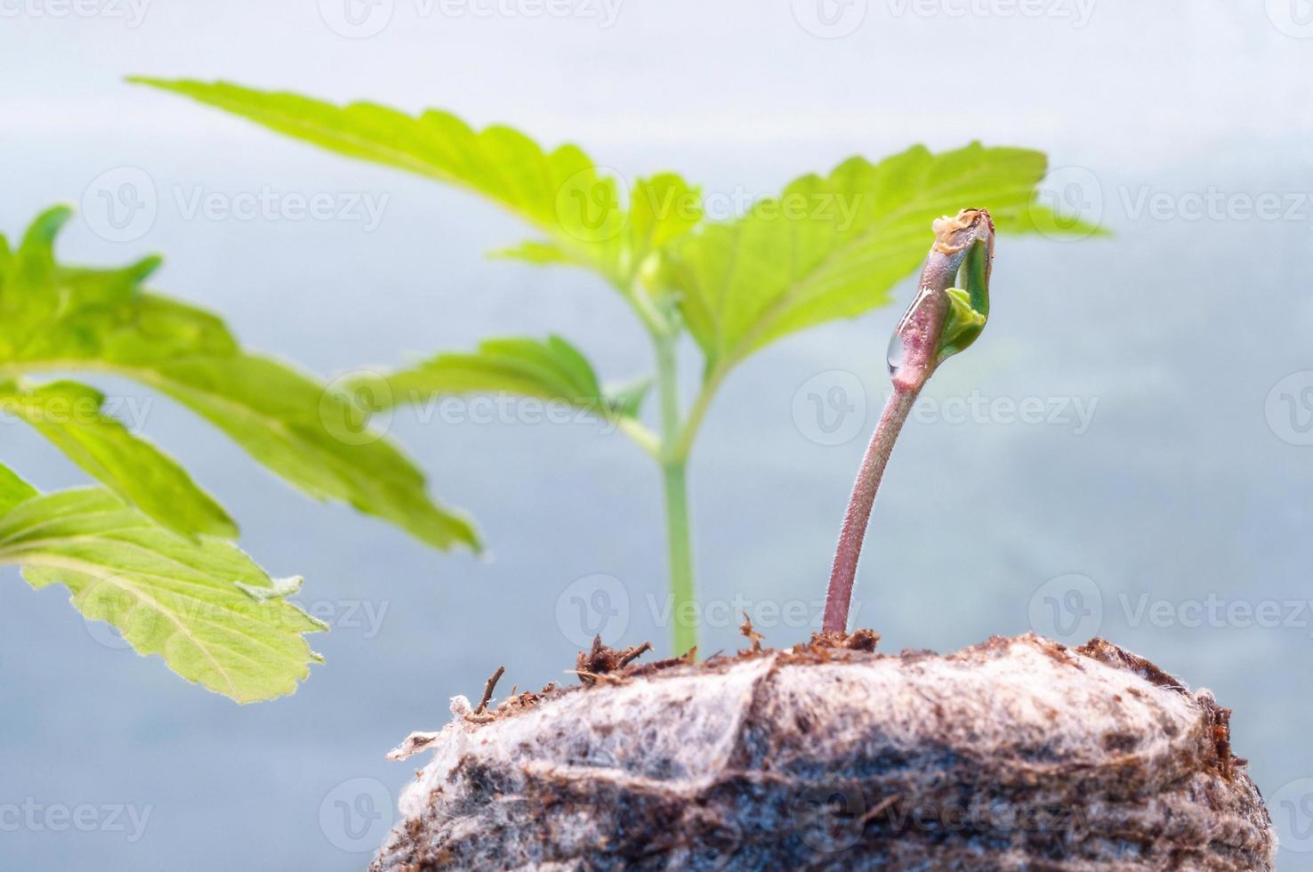 baby cannabis seedling sprout in jiffy peat pellet with drop of water clear on top close up photo