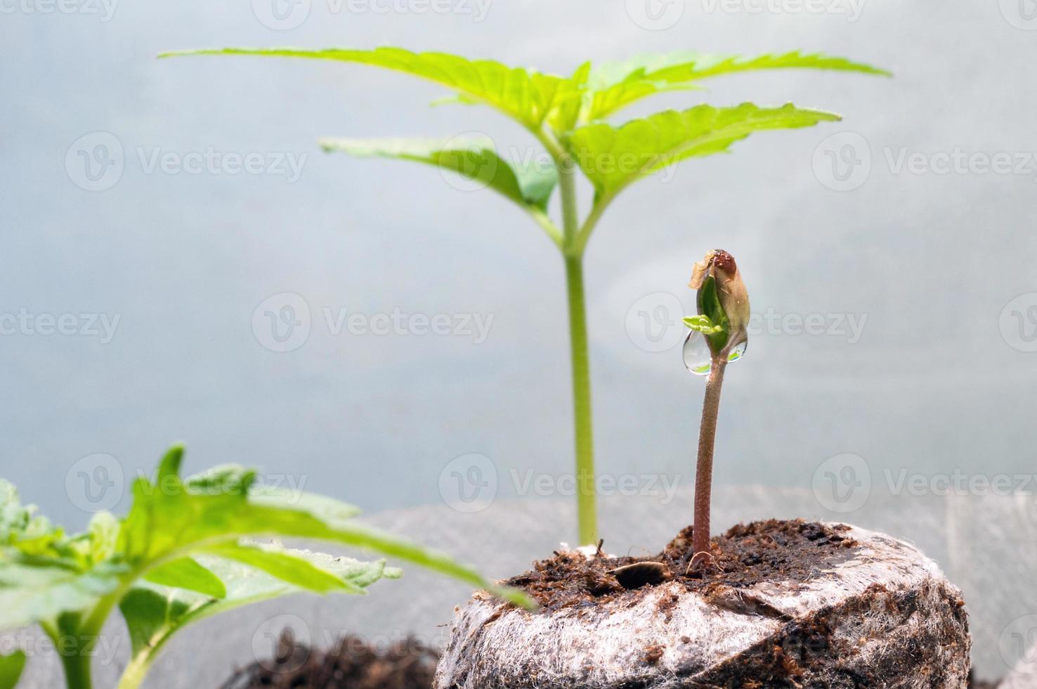 baby cannabis seedling sprout in jiffy peat pellet with drop of water clear on top close up photo