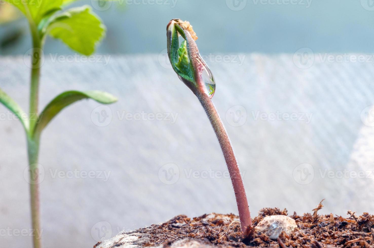 bebé canabis planta de semillero brote en instante turba bolita con soltar de agua claro en parte superior cerca arriba foto