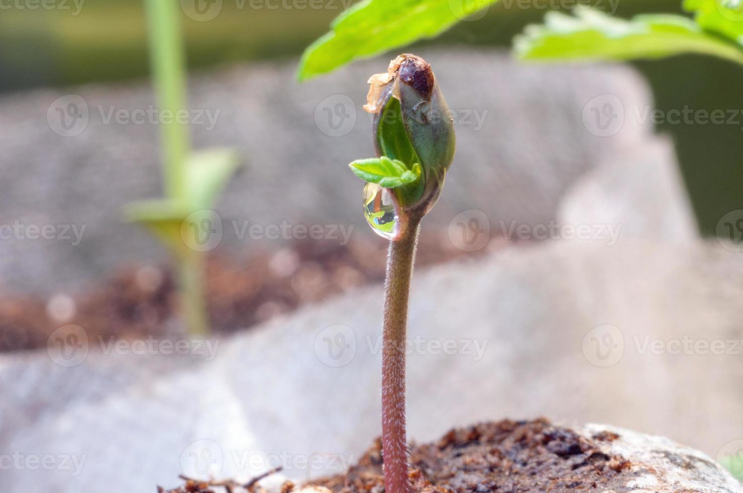 baby cannabis seedling sprout in jiffy peat pellet with drop of water clear on top close up photo