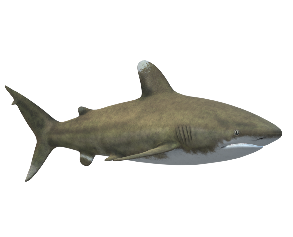 Shark on a Transparent Background png