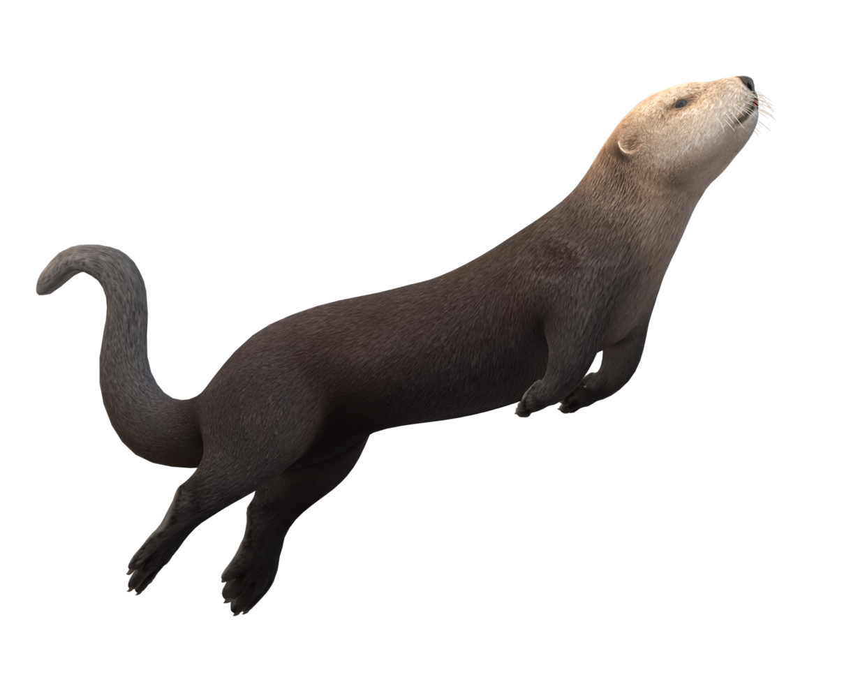 Meer Otter auf ein transparent Hintergrund png