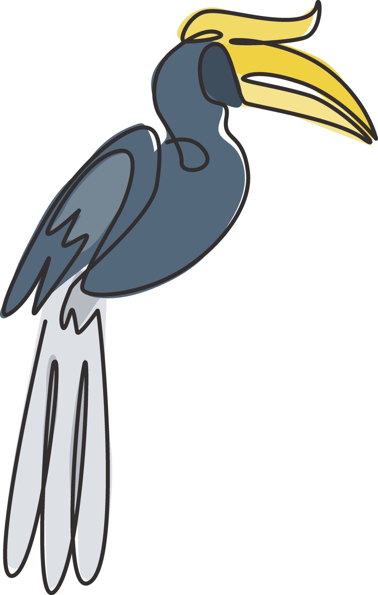 Red Knobbed Hornbill — Matthew Cogswell