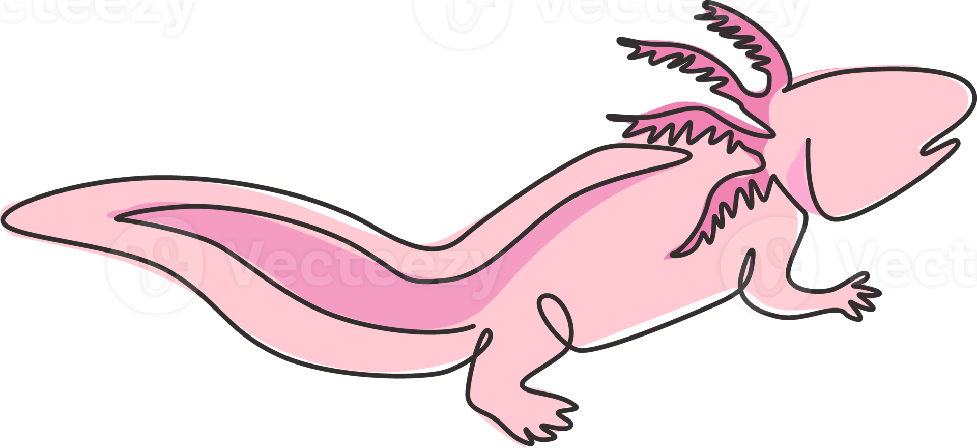 één enkele lijntekening van schattige axolotl voor de identiteit van het bedrijfslogo. neotenic salamander mascotte concept voor aquatisch schepsel icoon. moderne doorlopende lijn tekenen ontwerp grafische vectorillustratie png