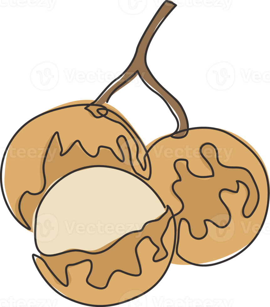 One single line drawing of whole and cut healthy organic longan for orchard logo identity. Fresh fruitage concept for fruit garden icon. Modern continuous line draw design vector graphic illustration png