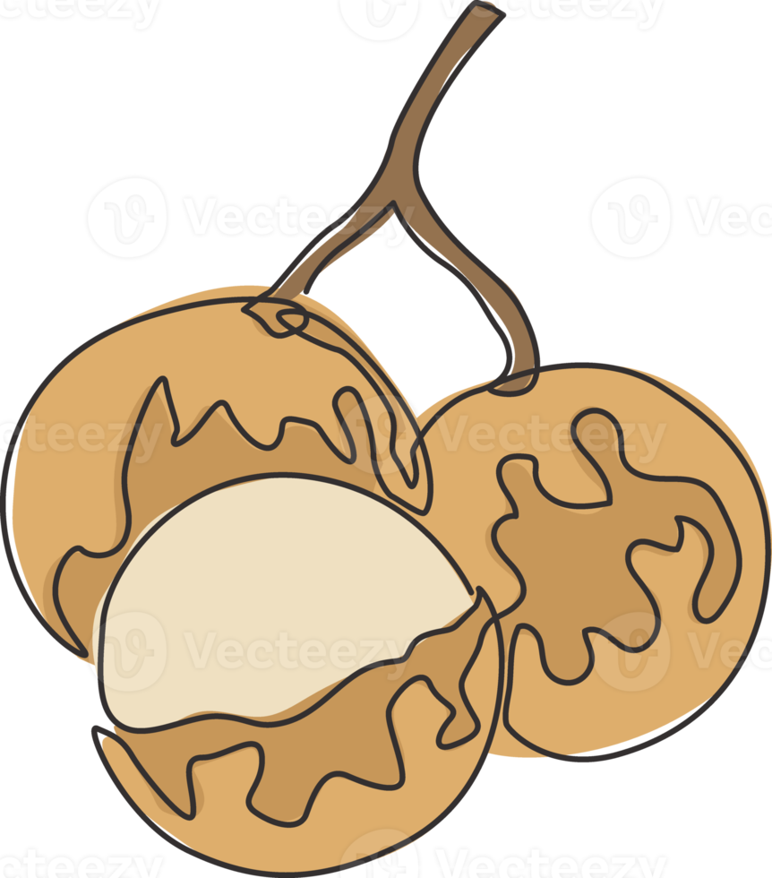 eine einzige Strichzeichnung des ganzen und geschnittenen gesunden Bio-Longans für die Logoidentität des Obstgartens. Frisches Fruchtkonzept für Obstgarten-Symbol. moderne durchgehende Linie zeichnen Design-Vektorgrafik-Illustration png