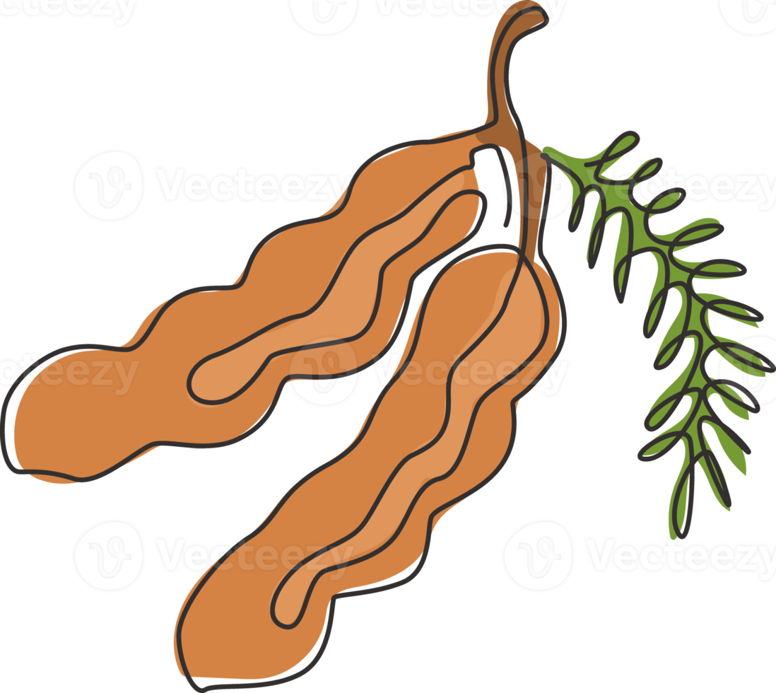 disegno a linea continua di un intero tamarindo biologico sano per l'identità del logo del frutteto. concetto di frutta fresca per l'icona del giardino di frutta. illustrazione di vettore di progettazione grafica di disegno di una linea moderna png