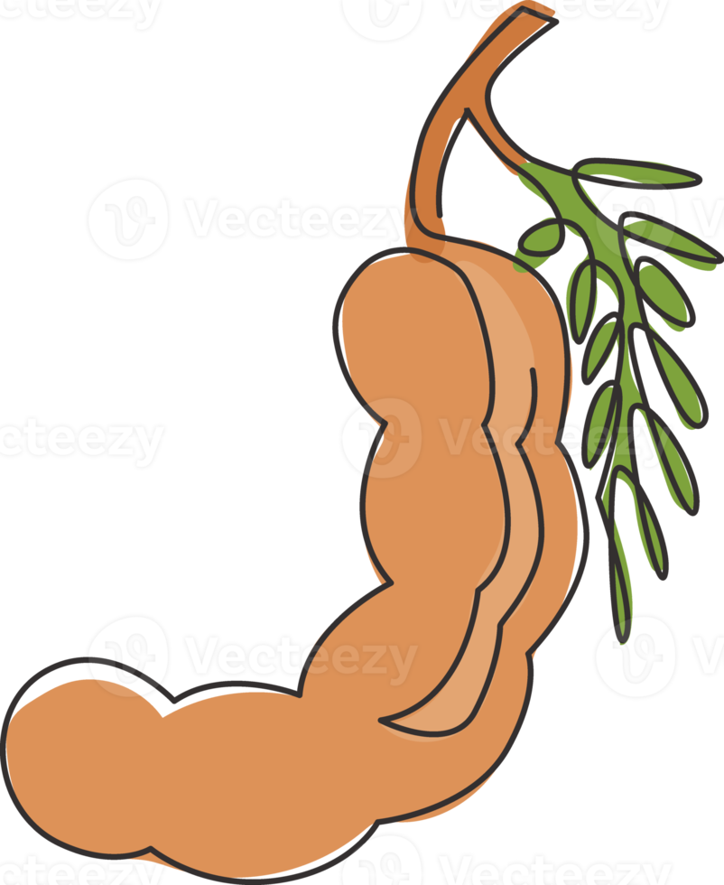 un unico disegno a tratteggio di un intero tamarindo biologico sano per l'identità del logo del frutteto. concetto di frutta fresca per l'icona del giardino di frutta. illustrazione grafica vettoriale di disegno di disegno di linea continua moderna png