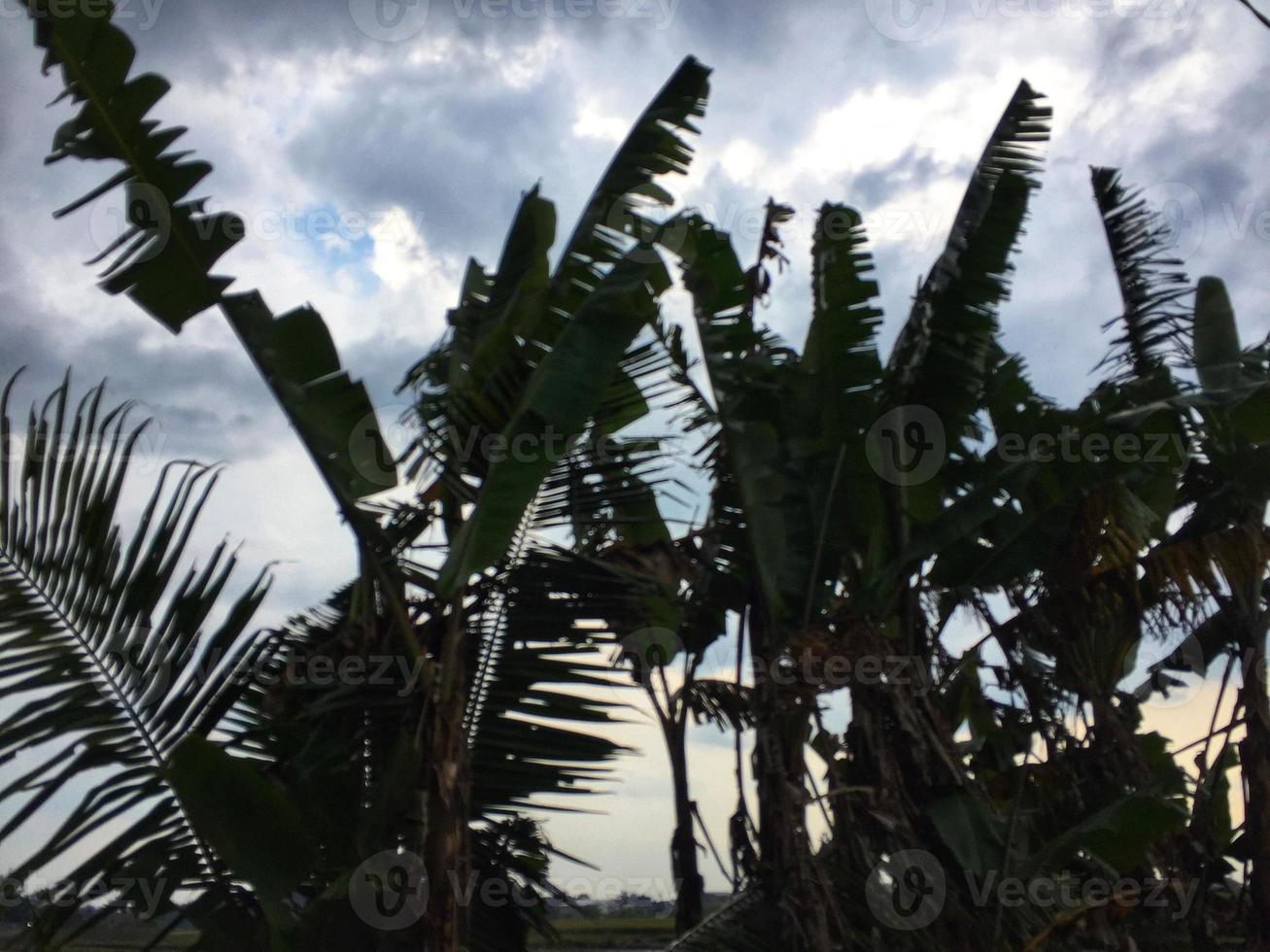 banana tree with sky background. photo