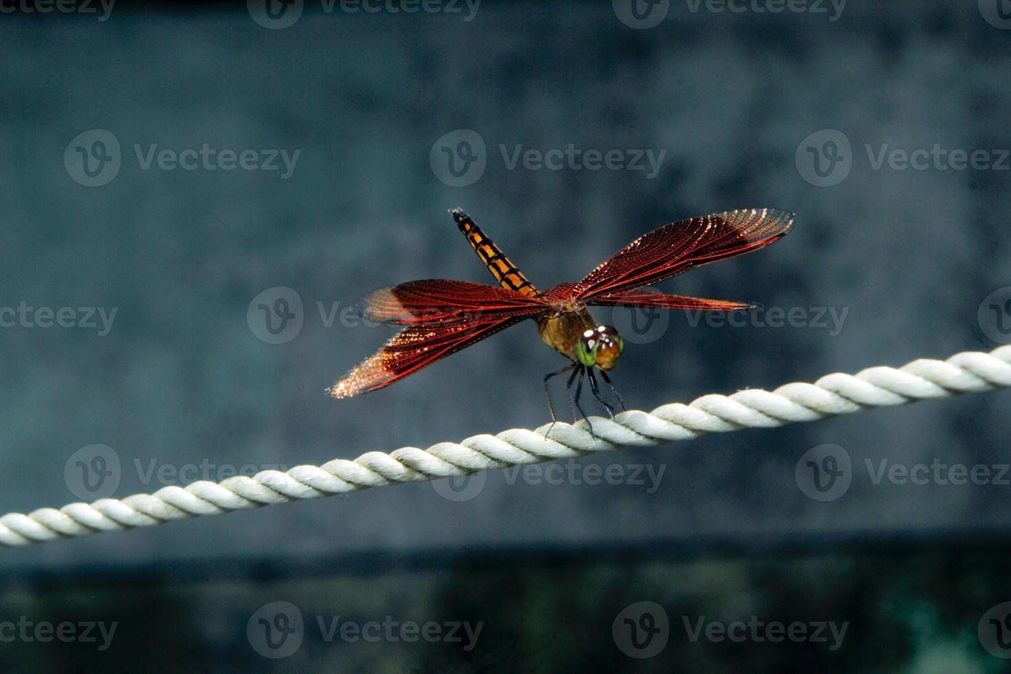 the red dragonfly perches on the mine by spreading its wings photo