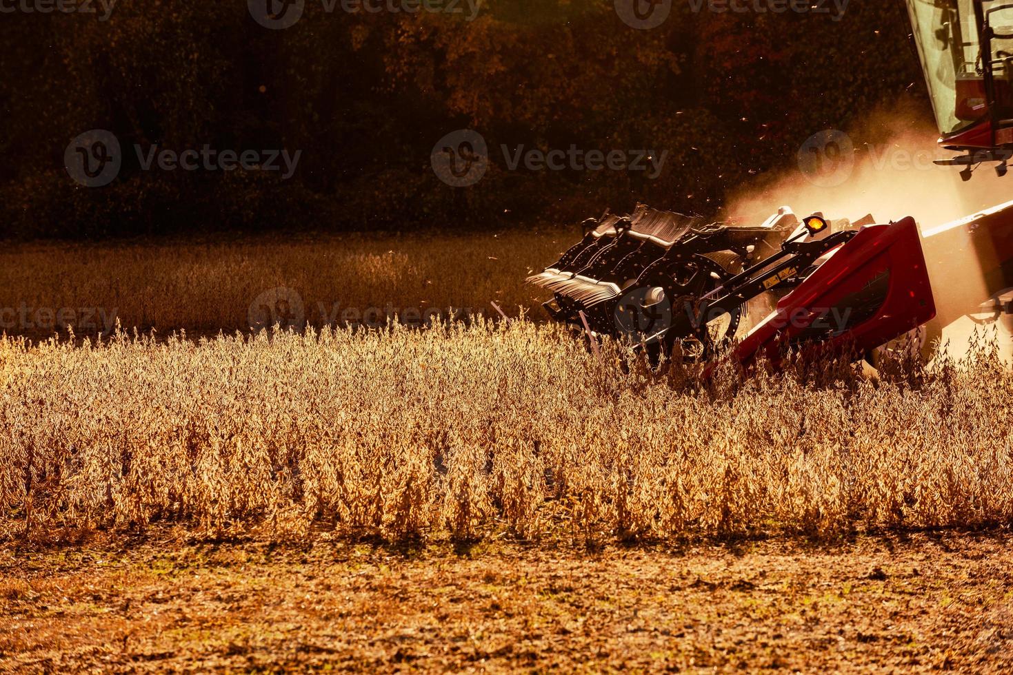 Soy Bean Harvester photo