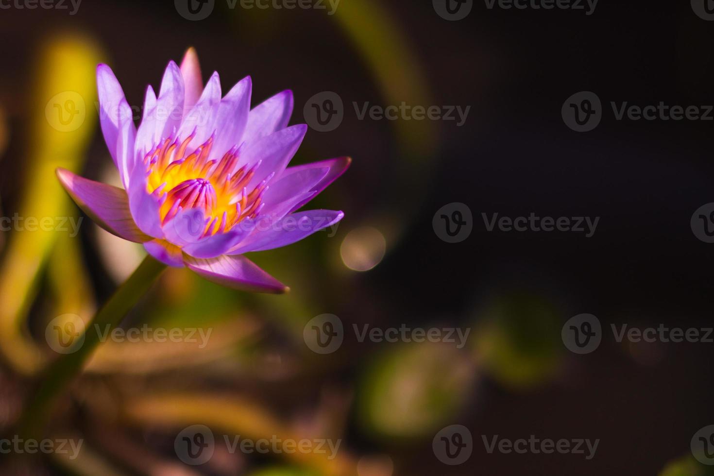 Close-up photo of the fresh purple lotus flower on dark background.