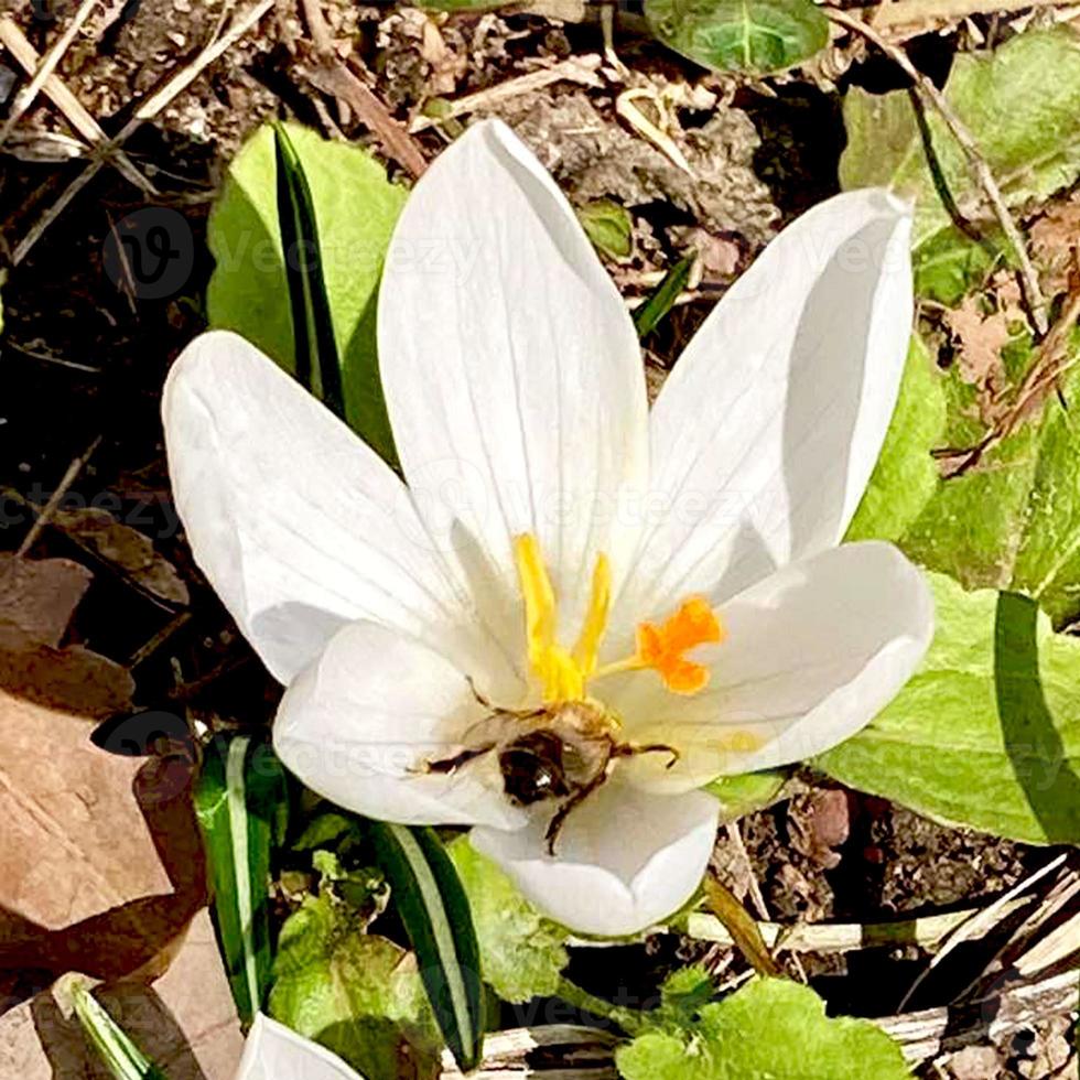 Crocus flowering plants in iris family. Flowers close-up on natural background. photo