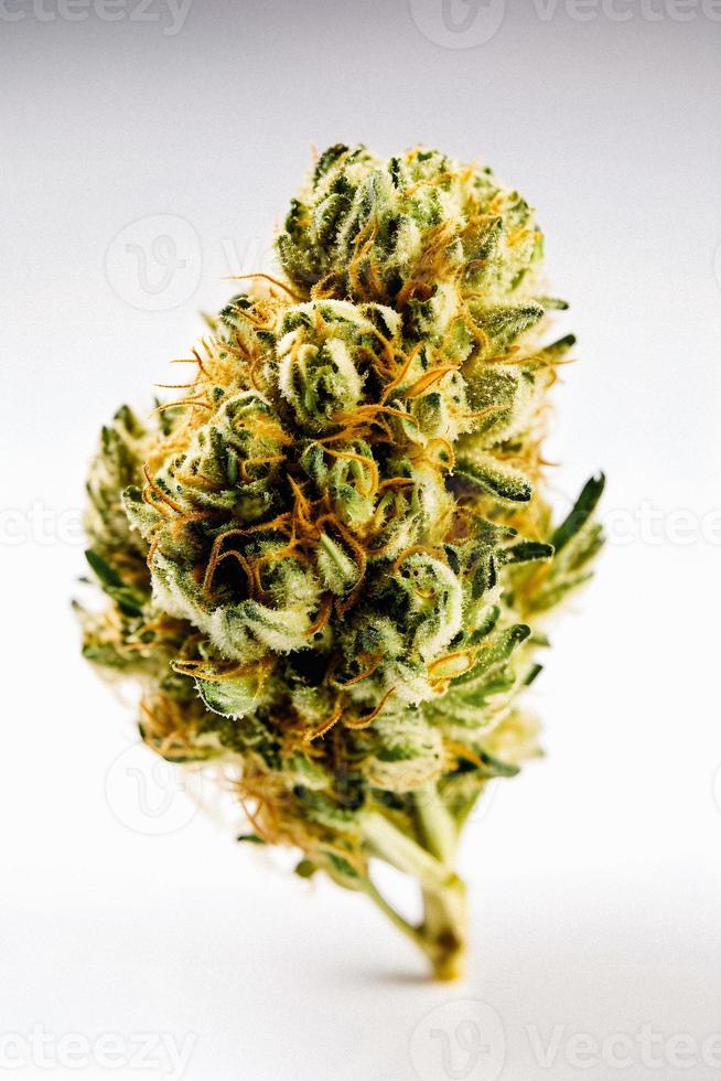 un alta resolución fotografía de un marijuana sativa brote en un blanco antecedentes foto