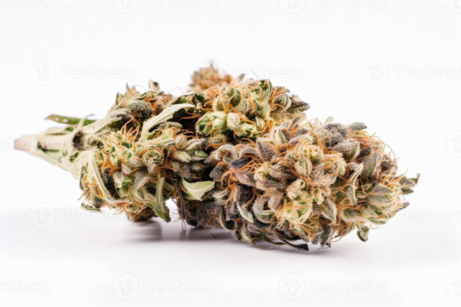 A High-Resolution Photograph of a Marijuana Sativa Bud on a White Background photo