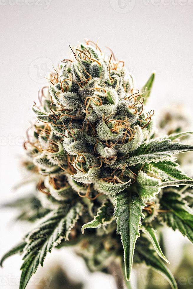 A High-Resolution Photograph of a Marijuana Sativa Bud on a White Background photo