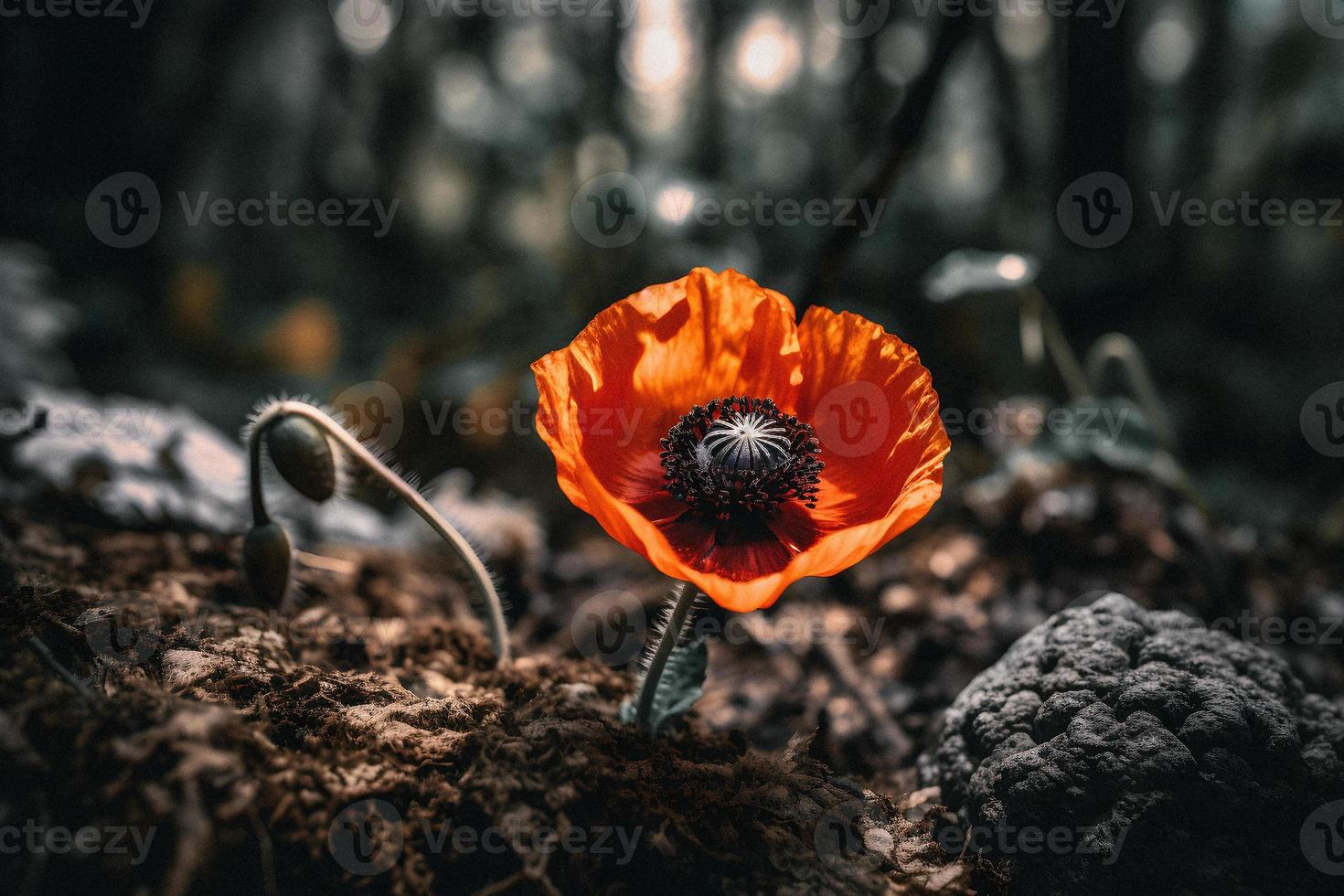 Polly Flower in the Wild Captivating Photography of a Beautiful and Rare Blossom photo