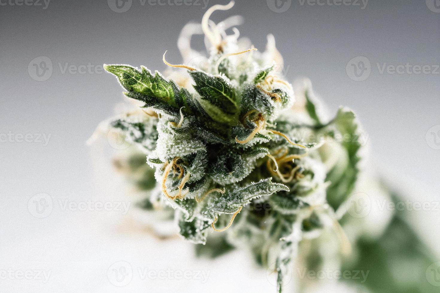 un alta resolución fotografía de un marijuana sativa brote en un blanco antecedentes foto