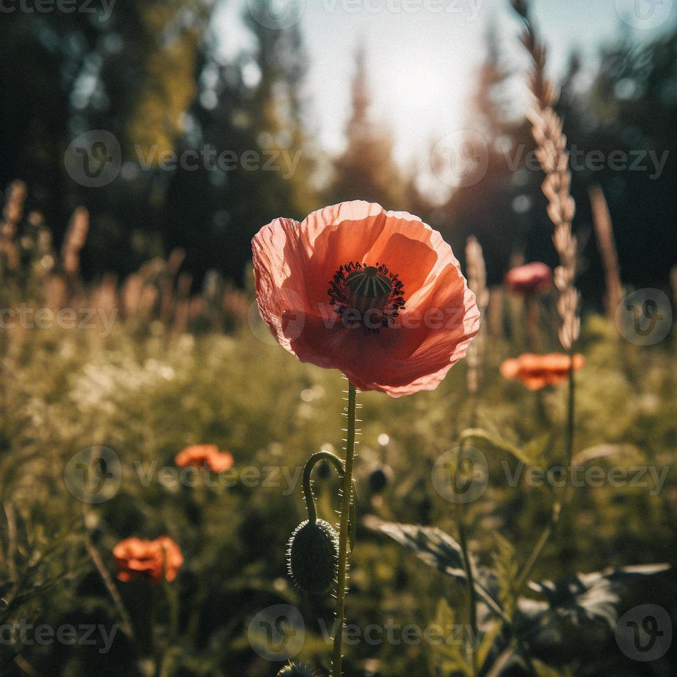 Polly Flower in the Wild Captivating Photography of a Beautiful and Rare Blossom photo