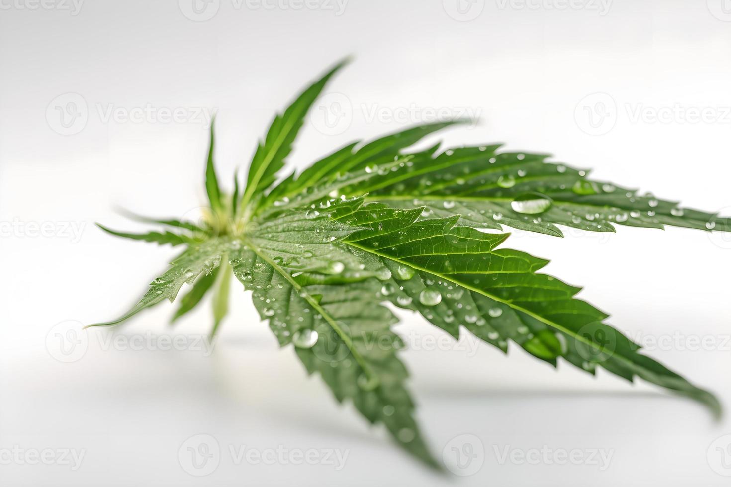 A Stunning Close-Up of a Sativa Bud on a White Background photo