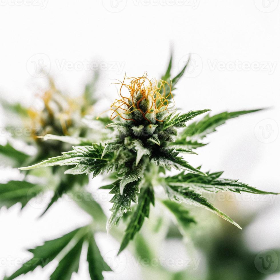 A Stunning Close-Up of a Sativa Bud on a White Background photo