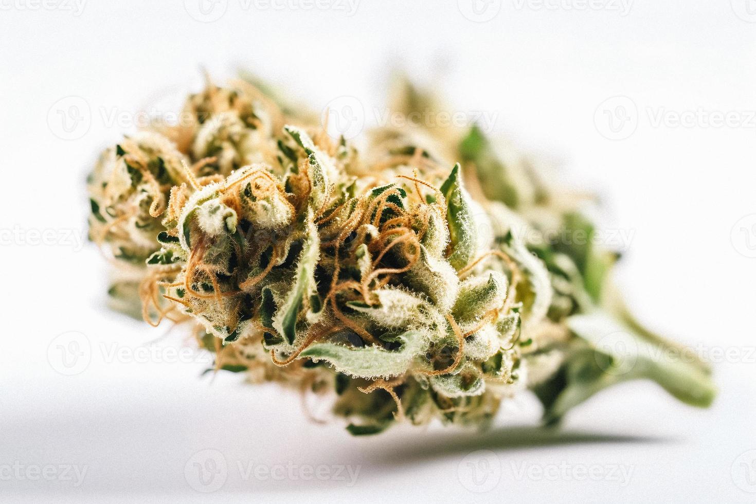 A High-Resolution Photograph of a Marijuana Sativa Bud on a White Background photo