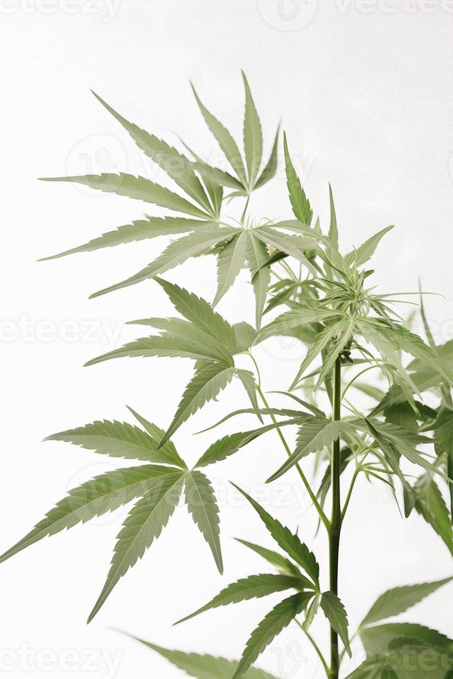 un alta resolución fotografía de un marijuana sativa brote en un blanco antecedentes foto