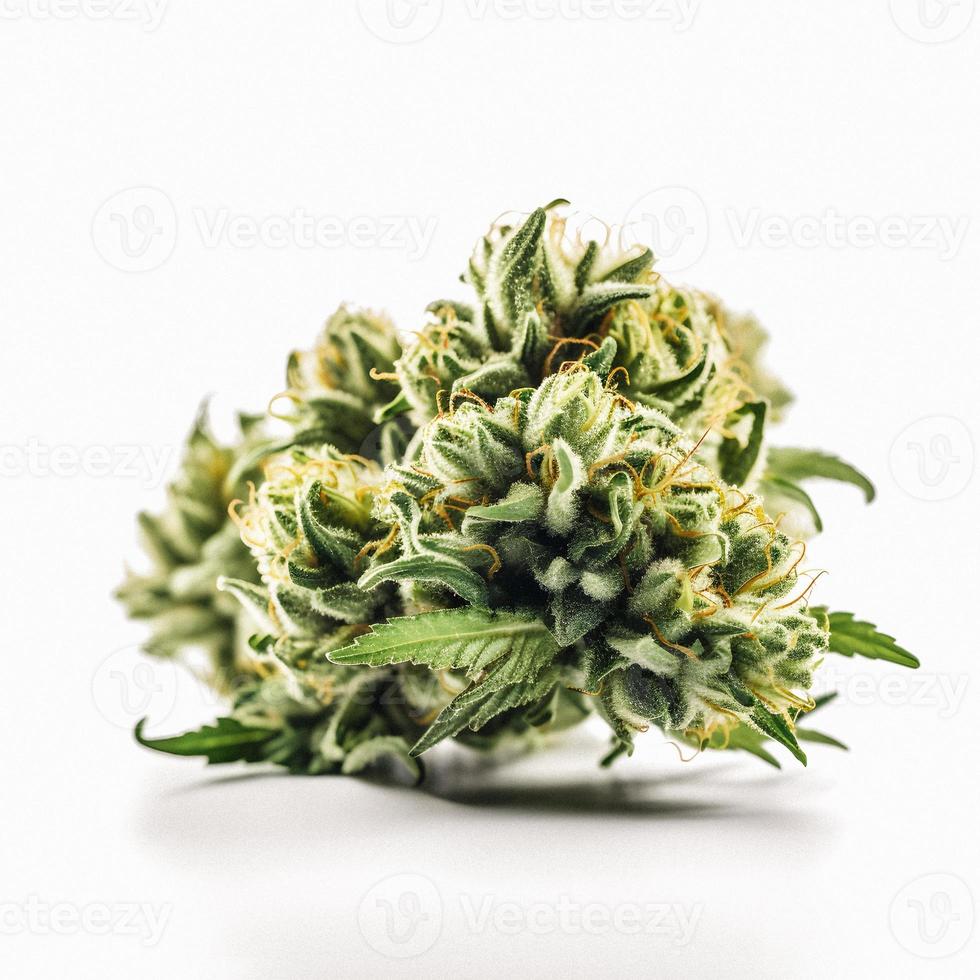 A High-Resolution Photograph of a Marijuana Sativa Bud on a White Background photo