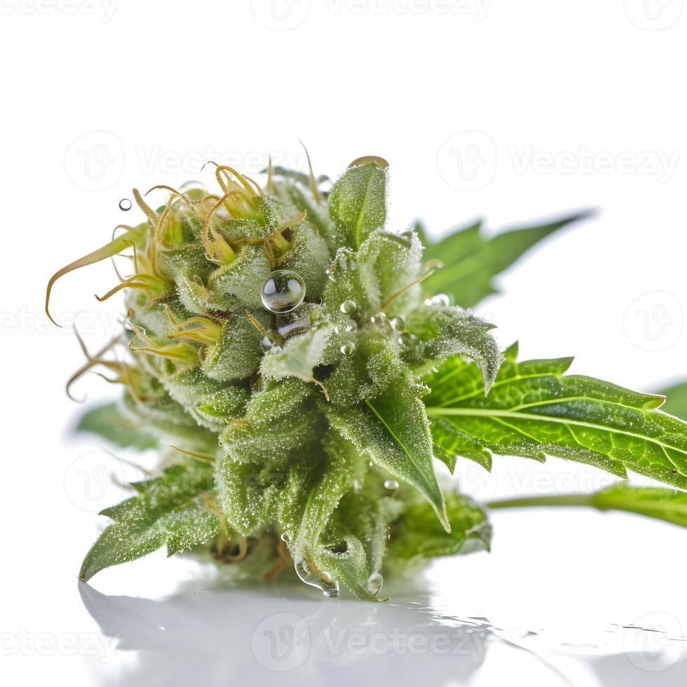 A Stunning Close-Up of a Sativa Bud on a White Background photo