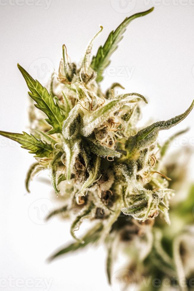 A High-Resolution Photograph of a Marijuana Sativa Bud on a White Background photo